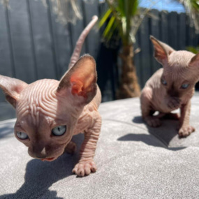 Bambino cats