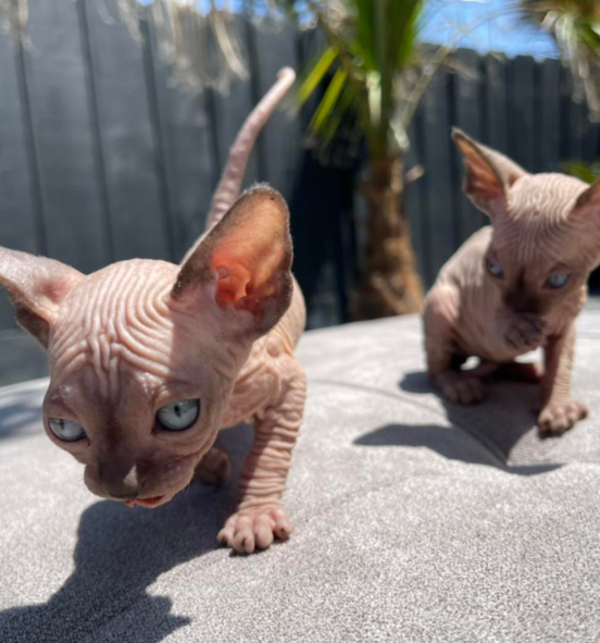 Bambino cats