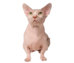 Looking for hairless kittens for sale in the USA? Kittens offers a variety of breeds including Bambino, Sphynx, Devon Rex, Lykoi, Donskoy, Ukrainian Levkoy, Dwelf, and Elf kittens. Find your perfect companion today!